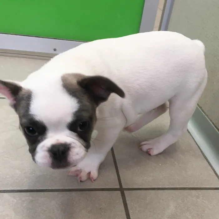 Male French Bulldog puppy named Fred for sale at The Family Puppy-Novi.