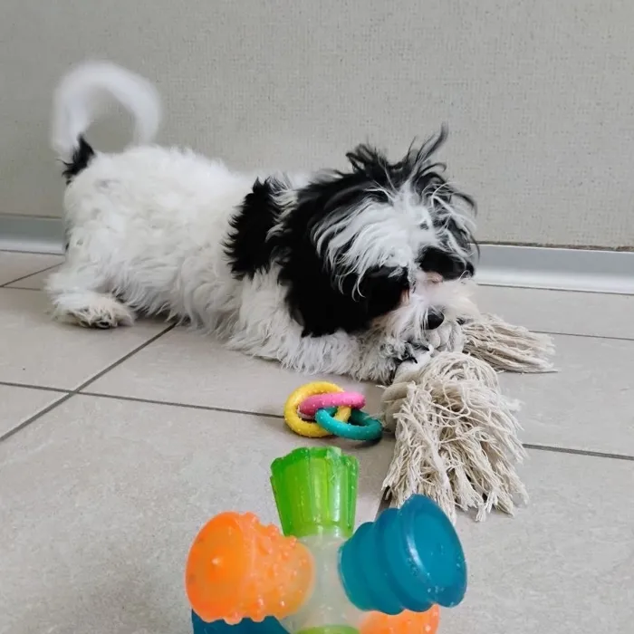 Male Shih Tzu-Bichon puppy named David for sale at The Family Puppy-Novi.