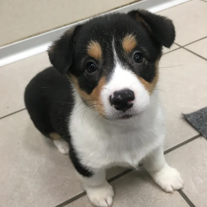 Female Pembroke Welsh Corgi puppy named Taylor for sale at The Family Puppy-Novi.