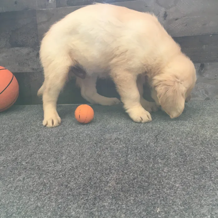 Male Golden Retriever puppy named Pluto for sale at The Family Puppy-Troy.