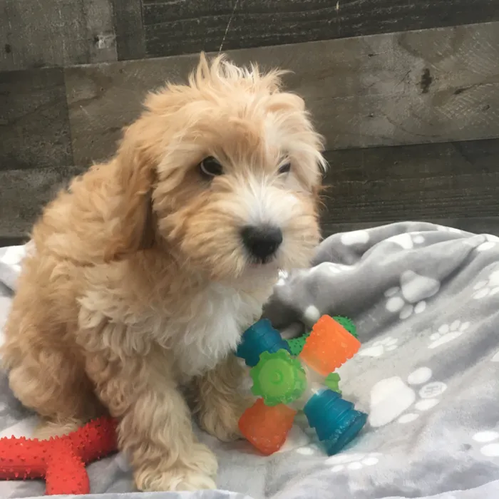 Male Cavapoo puppy named Ash for sale at The Family Puppy-Novi.