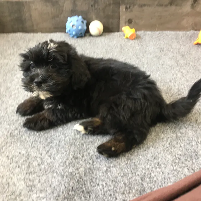 Male Shihpoo puppy named Shaggy for sale at The Family Puppy-Novi.