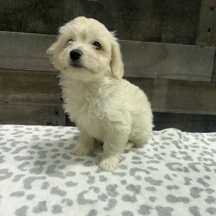 Male Morkiepoo puppy named Kevin for sale at The Family Puppy-Troy.
