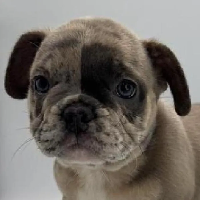 Male Frenchstons puppy named Phantom for sale at The Family Puppy-Troy.