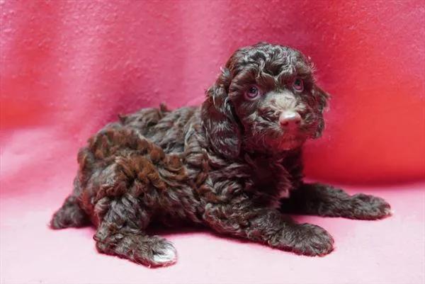Female Poodle puppy named Daphne for sale at The Family Puppy-Novi.
