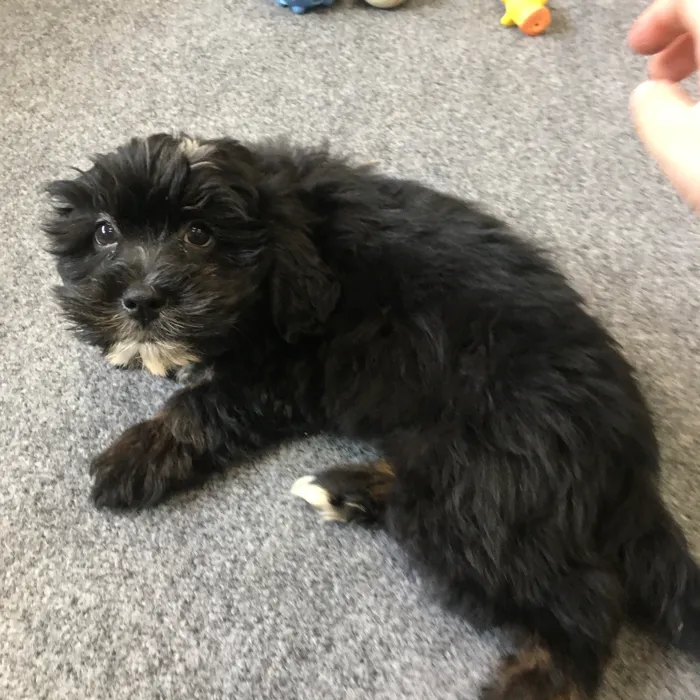 Male Shihpoo puppy named Shaggy for sale at The Family Puppy-Novi.