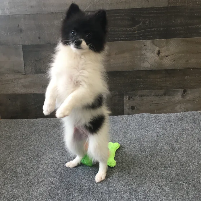 Female Pomeranian puppy named Miso for sale at The Family Puppy-Novi.