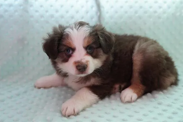 Female Mini Aussie puppy named Cherry for sale at The Family Puppy-Troy.