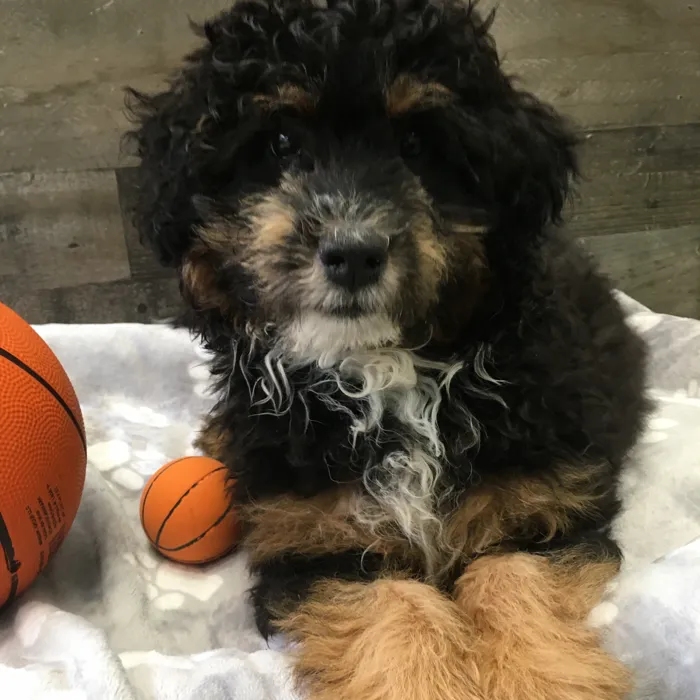 Male Mini Aussiedoodle puppy named Kanga for sale at The Family Puppy-Novi.