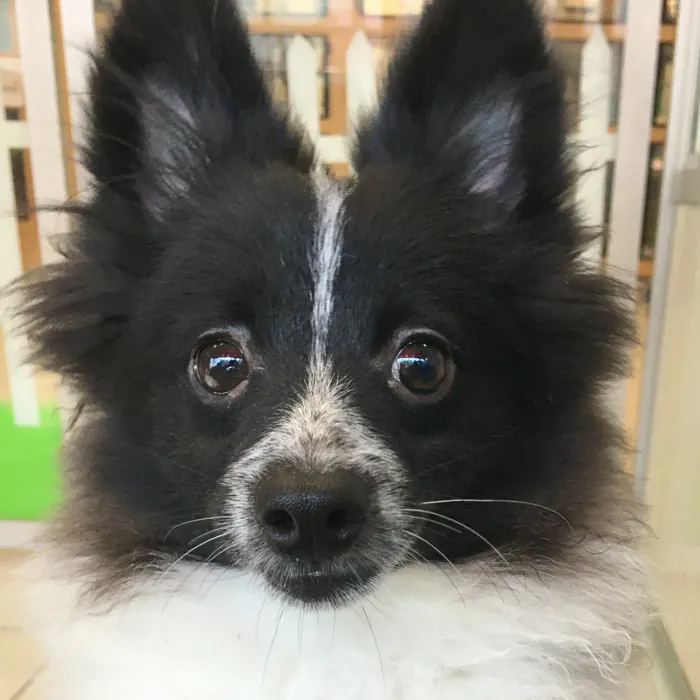 Male Pomeranian puppy named Spike for sale at The Family Puppy-Novi.