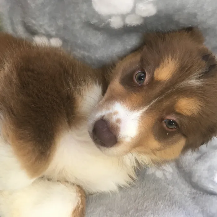 Female Miniature American Shepherd puppy named Celine for sale at The Family Puppy-Novi.