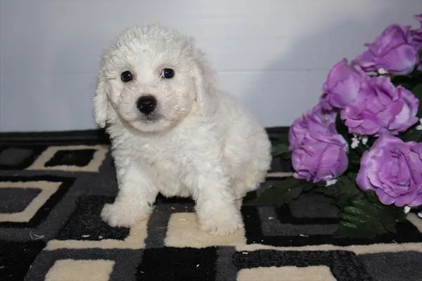 Male Bichon Frise puppy named Cloud for sale at The Family Puppy-Troy.