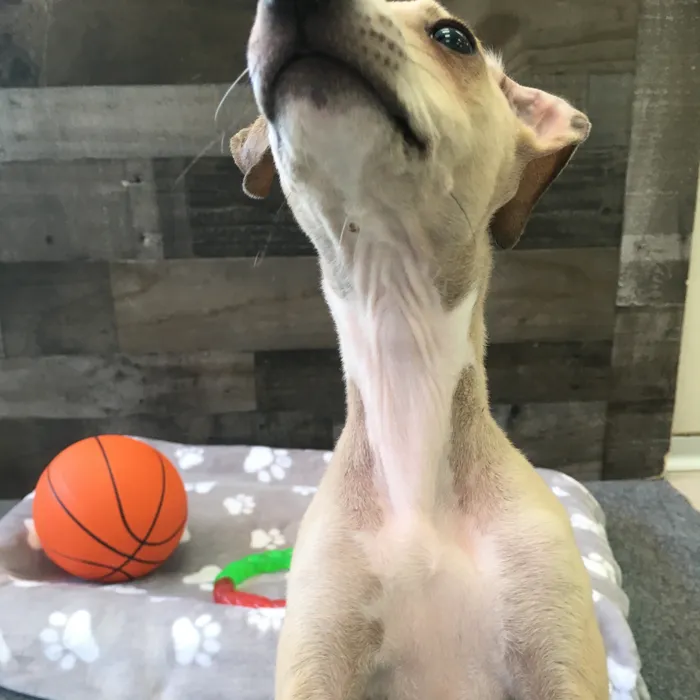 Female Italian Greyhound puppy named Raya for sale at The Family Puppy-Novi.