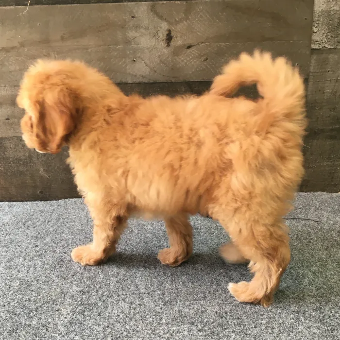 Male Cavapoo puppy named Desmond for sale at The Family Puppy-Novi.