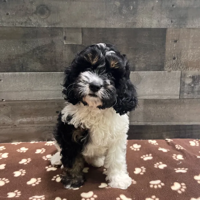 Male Cavapoo puppy named Angel for sale at The Family Puppy-Troy.