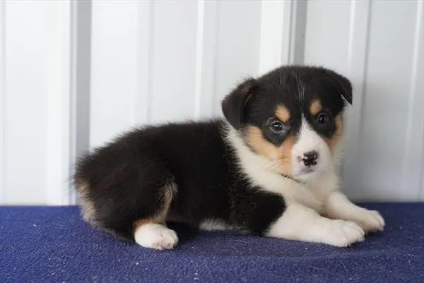 Female Pembroke Welsh Corgi puppy named Taylor for sale at The Family Puppy-Novi.