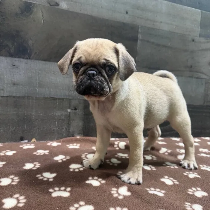 Male Pug puppy named Chunk for sale at The Family Puppy-Troy.