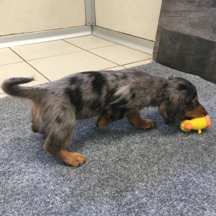 Male Dachshund puppy named Scooby for sale at The Family Puppy-Novi.