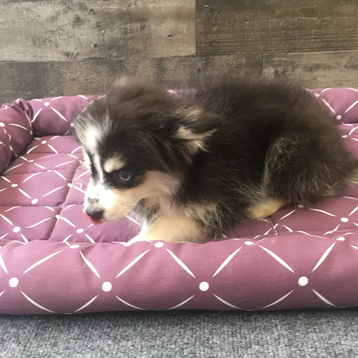 Female Pomsky puppy named Shego for sale at The Family Puppy-Novi.