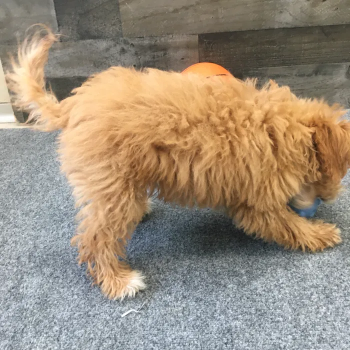 Male Mini Bernedoodle puppy named Haymitch for sale at The Family Puppy-Novi.