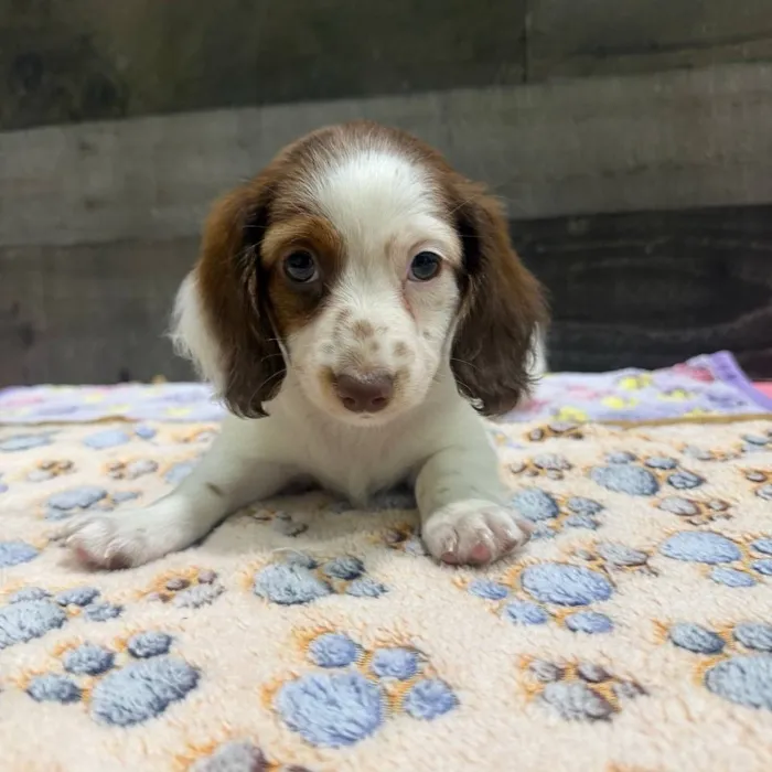 Female Dachshund puppy named Pumpkin for sale at The Family Puppy-Troy.