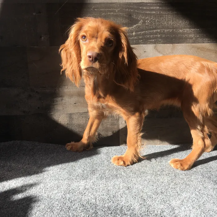 Female Cocker/Cavalier puppy named Leia for sale at The Family Puppy-Novi.