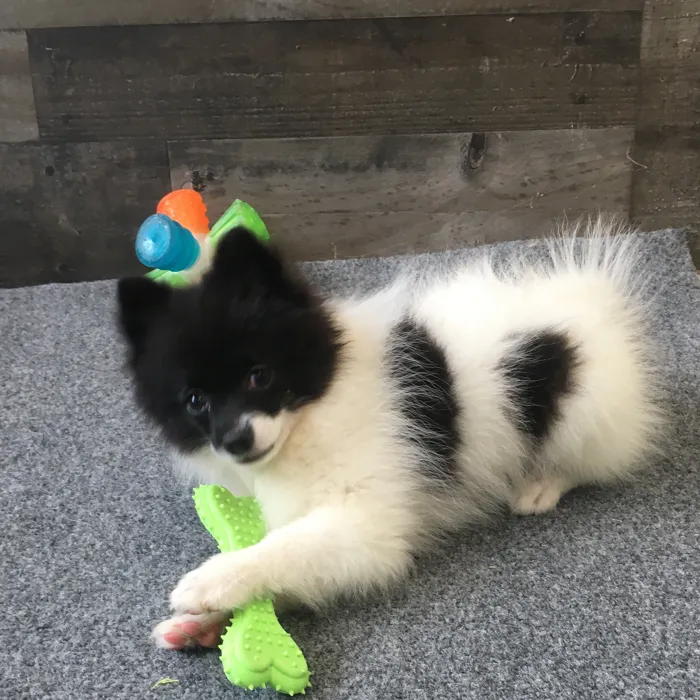 Female Pomeranian puppy named Miso for sale at The Family Puppy-Novi.