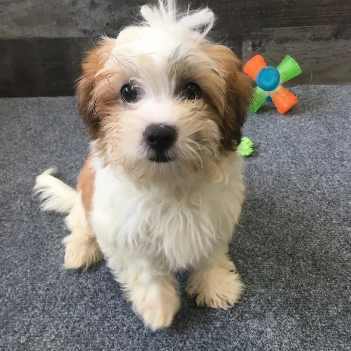 Female Shih Tzu-Bichon puppy named Ramen for sale at The Family Puppy-Novi.