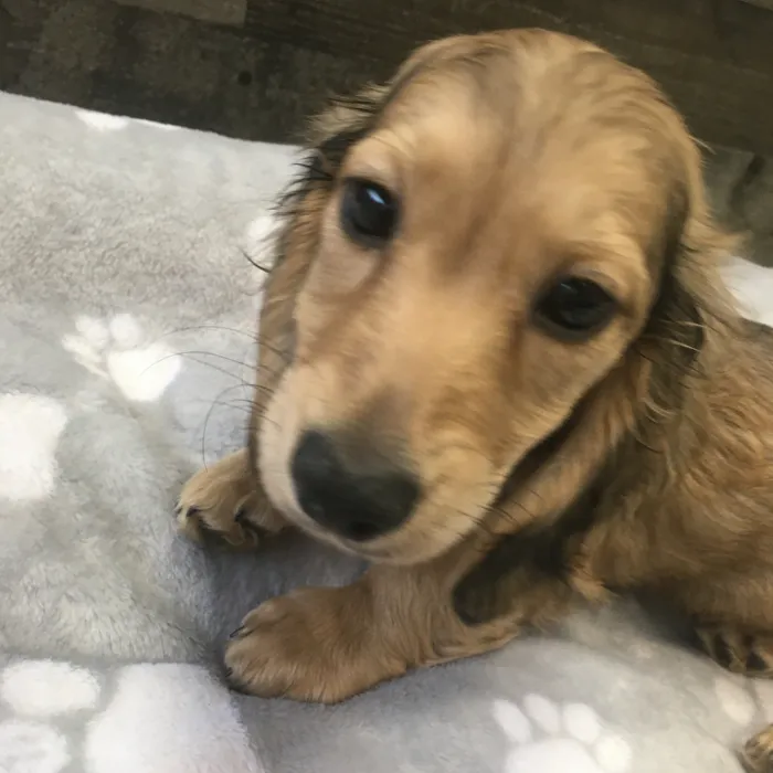 Male Dachshund puppy named Elton for sale at The Family Puppy-Novi.