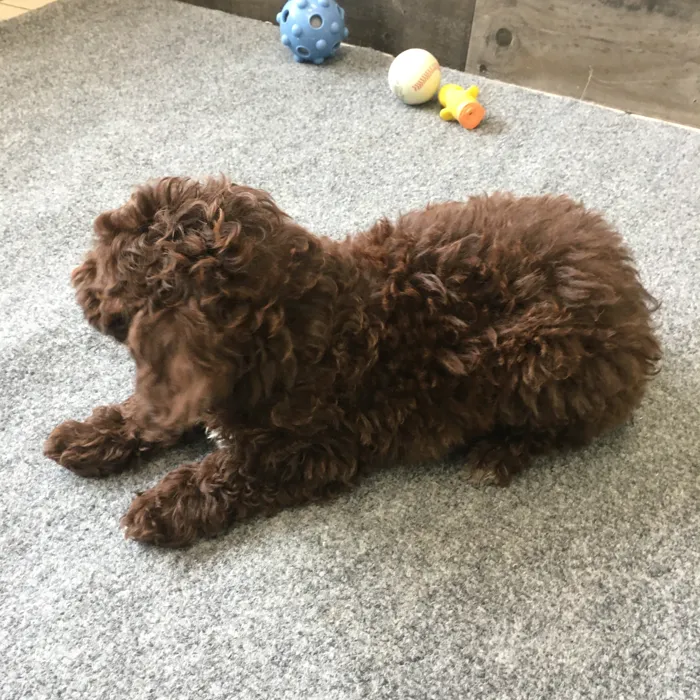 Female Poodle puppy named Daphne for sale at The Family Puppy-Novi.