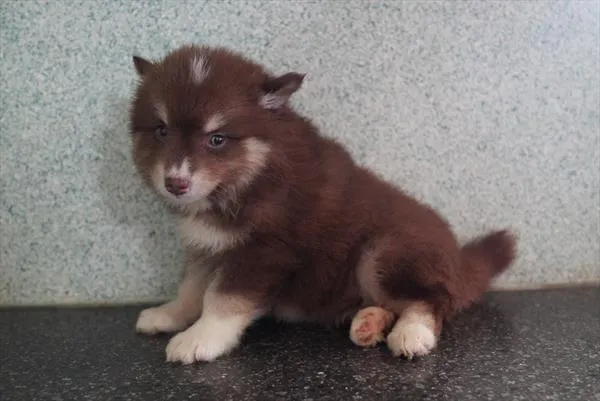 Female Pomsky puppy named Nora for sale at The Family Puppy-Troy.