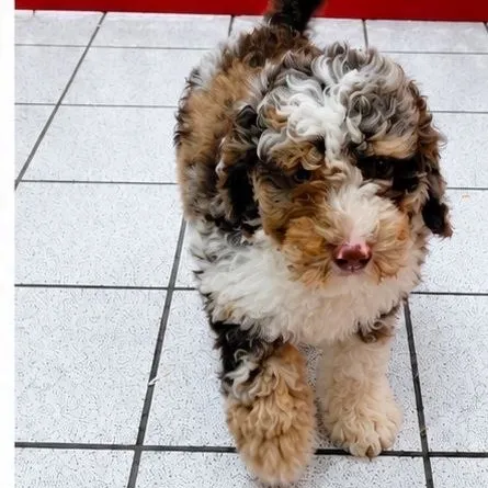 Male Cockapoo puppy named Theo for sale at The Family Puppy-Troy.
