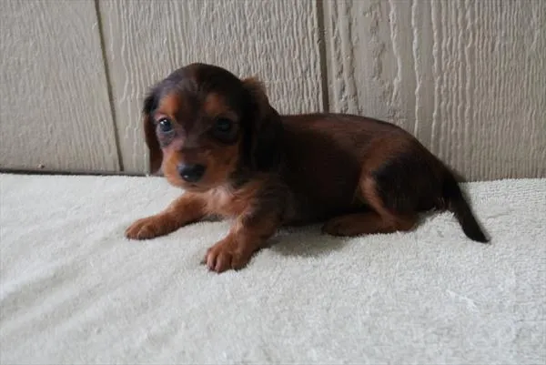 Female Dachshund puppy named Pie for sale at The Family Puppy-Troy.
