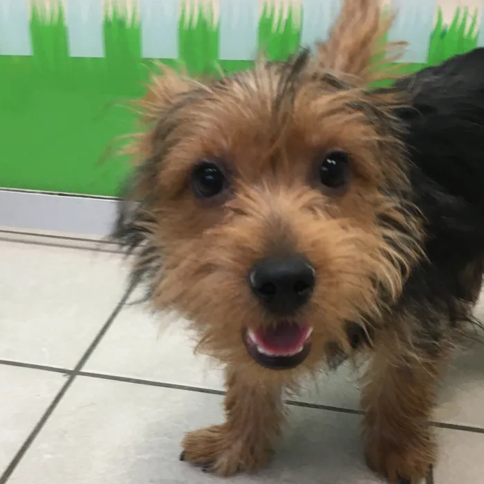 Male Yorkie puppy named Glitch for sale at The Family Puppy-Novi.