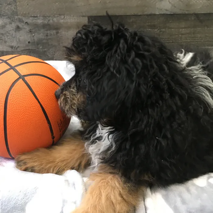 Male Mini Aussiedoodle puppy named Kanga for sale at The Family Puppy-Novi.