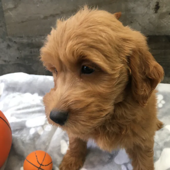 Female Mini Goldendoodle puppy named Piglet for sale at The Family Puppy-Novi.