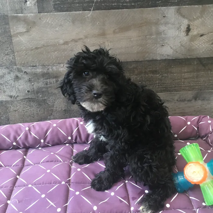 Female Goldendoodle puppy named Kim for sale at The Family Puppy-Novi.