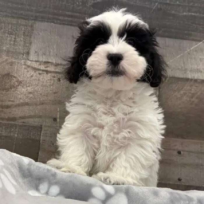 Male Shih Tzu-Bichon puppy named David for sale at The Family Puppy-Novi.