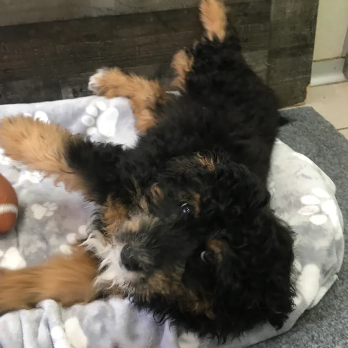 Male Mini Aussiedoodle puppy named Kanga for sale at The Family Puppy-Novi.