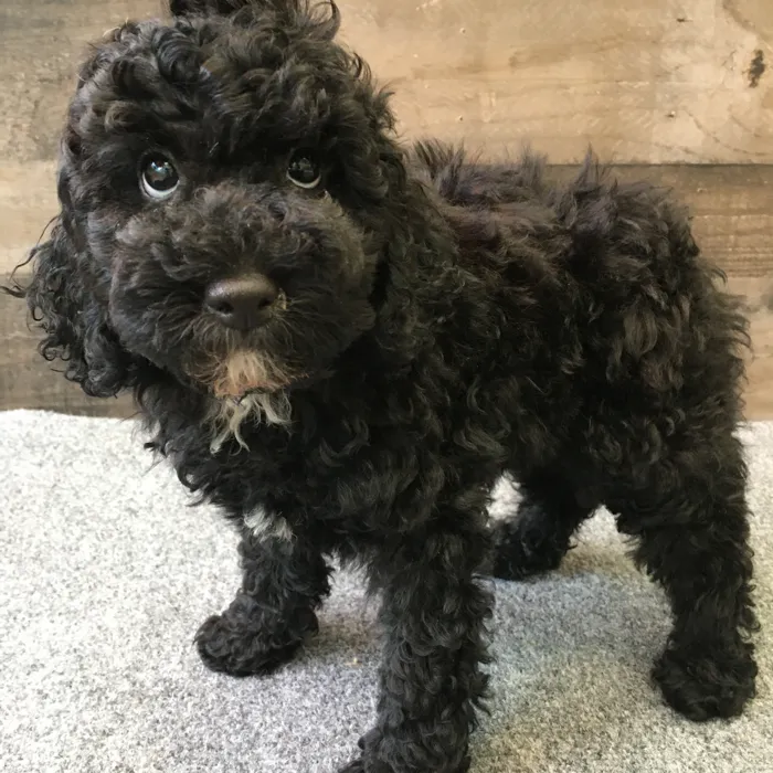 Male Poodle puppy named Rocky for sale at The Family Puppy-Novi.