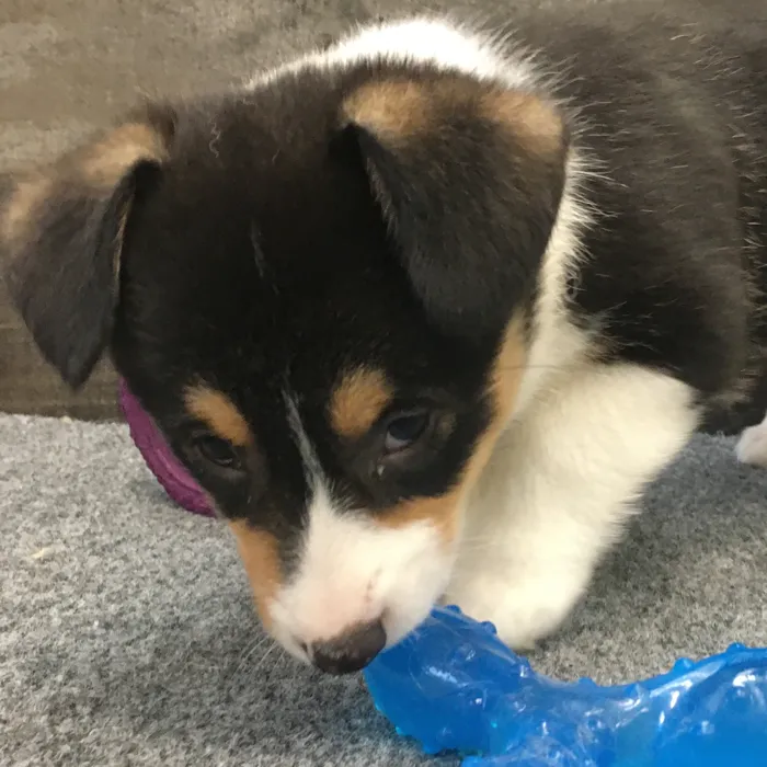 Female Pembroke Welsh Corgi puppy named Taylor for sale at The Family Puppy-Novi.