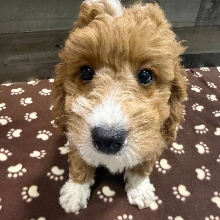 Male Mini Goldendoodle puppy named Buddy for sale at The Family Puppy-Troy.