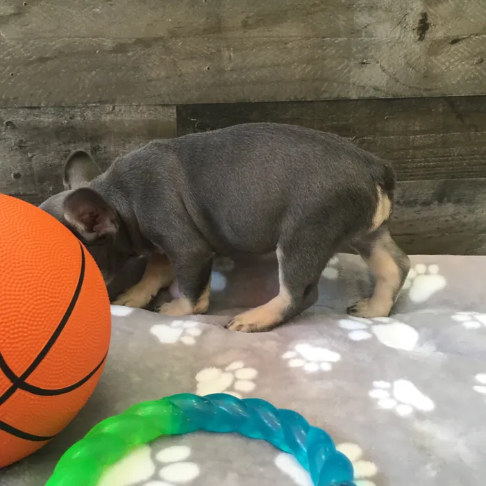 Female French Bulldog puppy named Mulan for sale at The Family Puppy-Novi.
