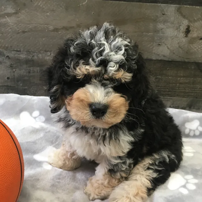 Male Cockapoo puppy named Christopher for sale at The Family Puppy-Novi.