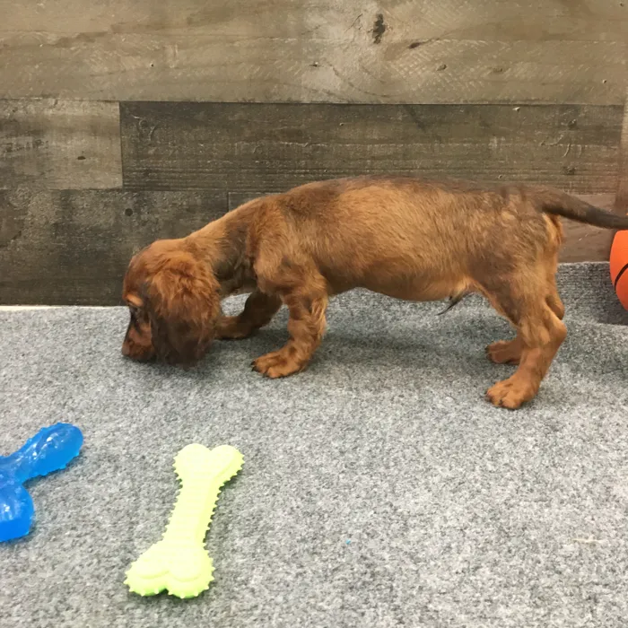 Male Dachshund puppy named Cedar for sale at The Family Puppy-Novi.