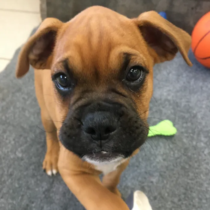 Male Boxer puppy named Troy for sale at The Family Puppy-Novi.