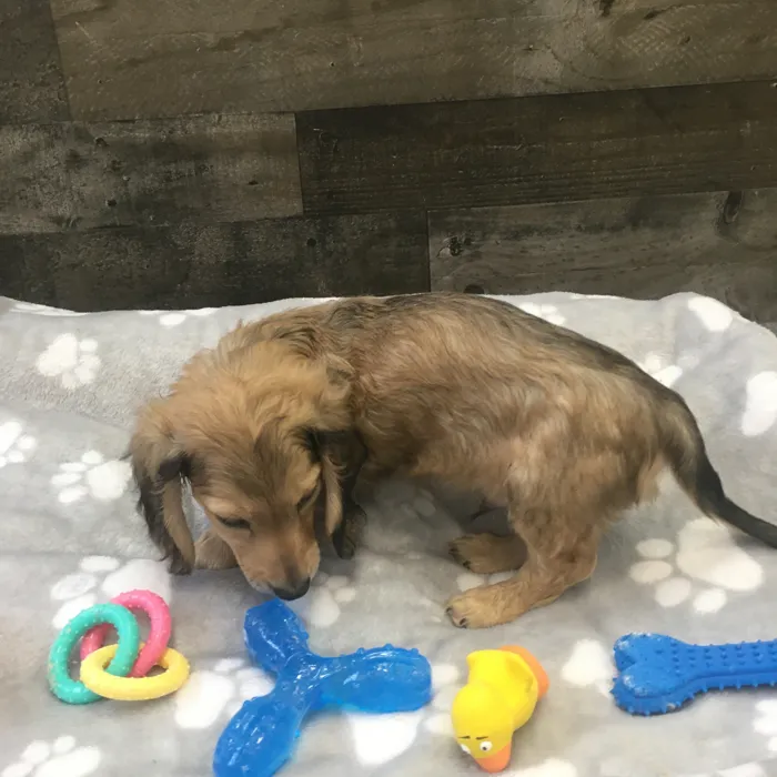 Male Dachshund puppy named Elton for sale at The Family Puppy-Novi.
