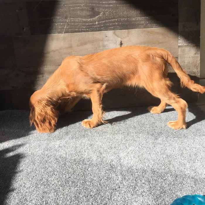 Female Cocker/Cavalier puppy named Leia for sale at The Family Puppy-Novi.