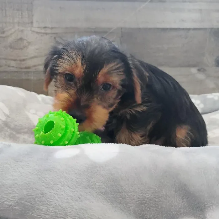 Male Yorkie puppy named Glitch for sale at The Family Puppy-Novi.