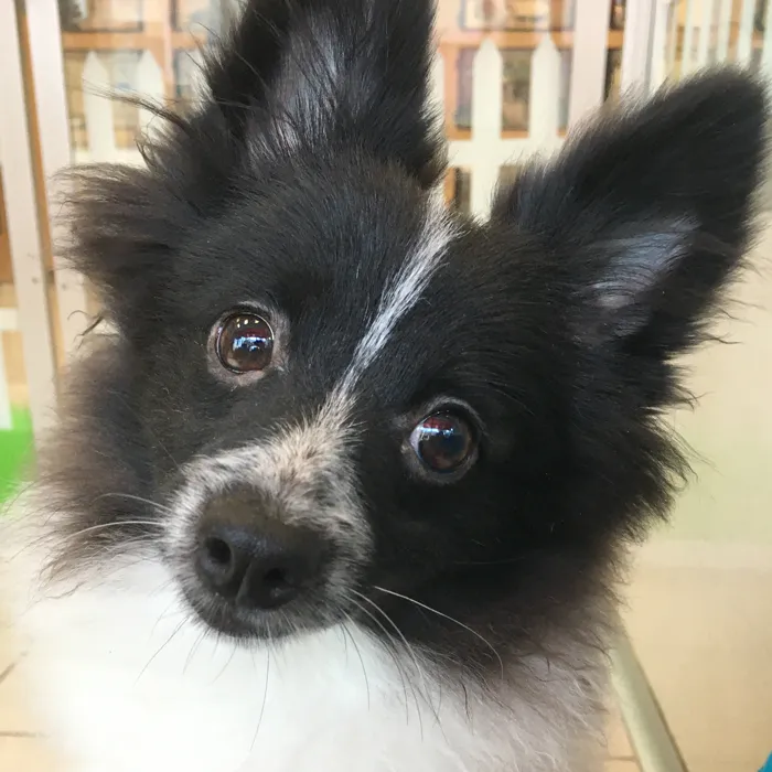 Male Pomeranian puppy named Spike for sale at The Family Puppy-Novi.
